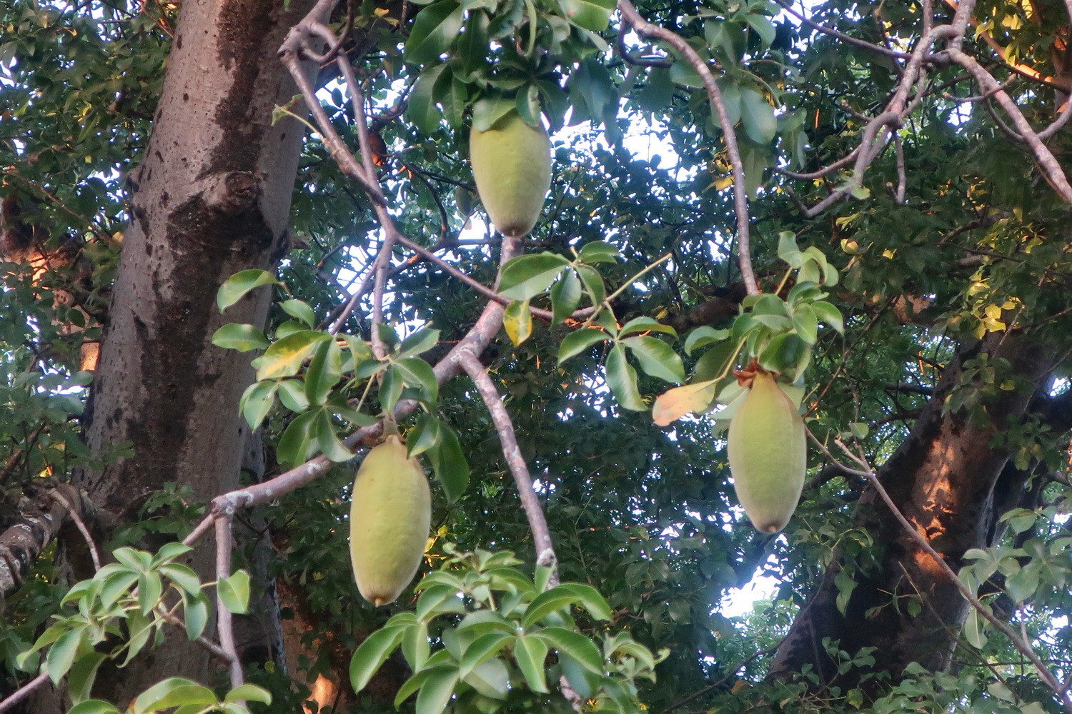 Fruits of the tree